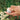 Wilder Botanics Sacred Hand Cream