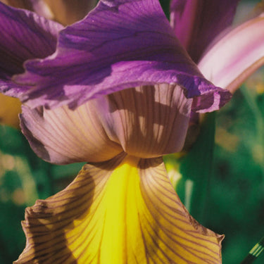 Large pink flower iris beside Abel Floral Natural Perfume Layering Duo