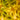 Close up of yellow flower of Abel Laundry Day Eau De Parfum
