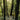 Abel Green Cedar Eau De Parfum, forest trees